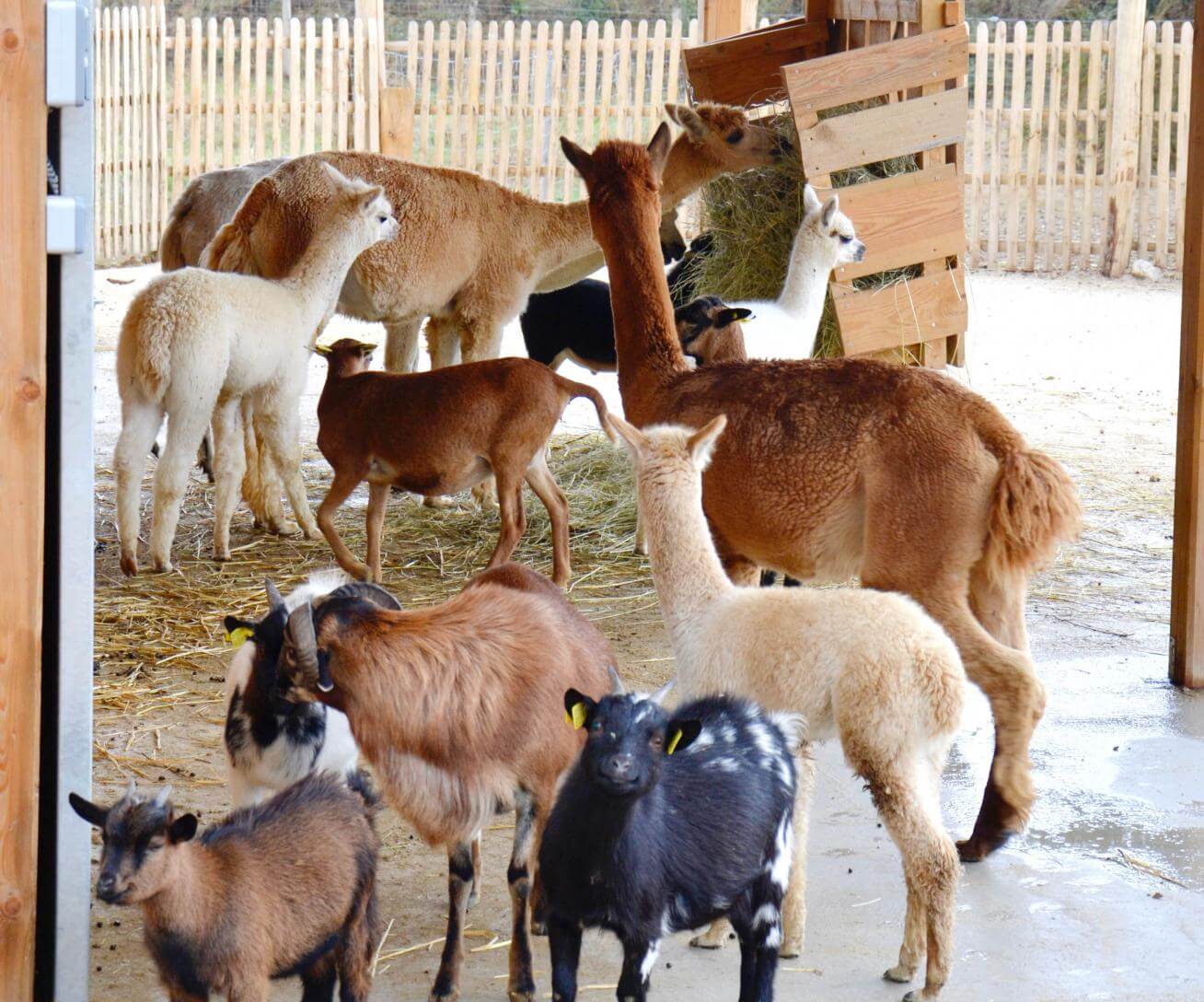 ranch des enfants